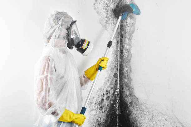 Mold Odor Removal Services in Pennington, NJ